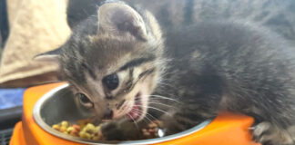 初めてカリカリを食べる子猫