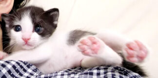 肩の上の子猫