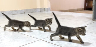ついて来る子猫達