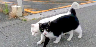 寄り添いながら歩く猫達