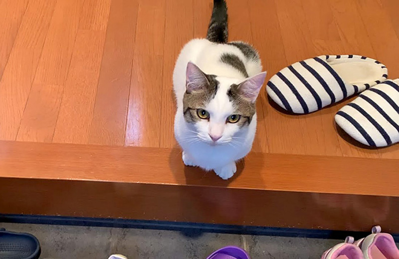 お見送りする猫