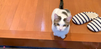 お見送りする猫