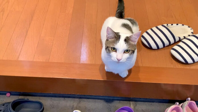 お見送りする猫