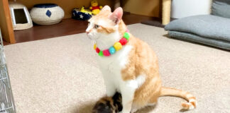 猫のお腹に潜り込む子猫