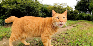 友達になった猫