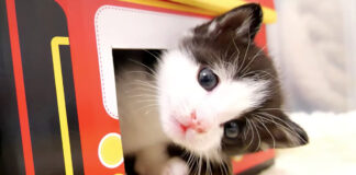 猫バスを独り占めしたい子猫