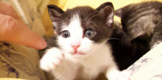 猫パンチする子猫