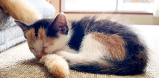 シッポを枕にして眠る子猫