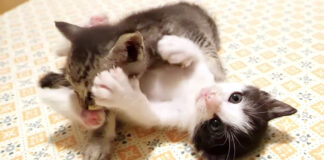 大興奮する子猫達
