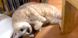 お見送りに間に合わなかった猫