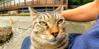 膝の上に乗る猫