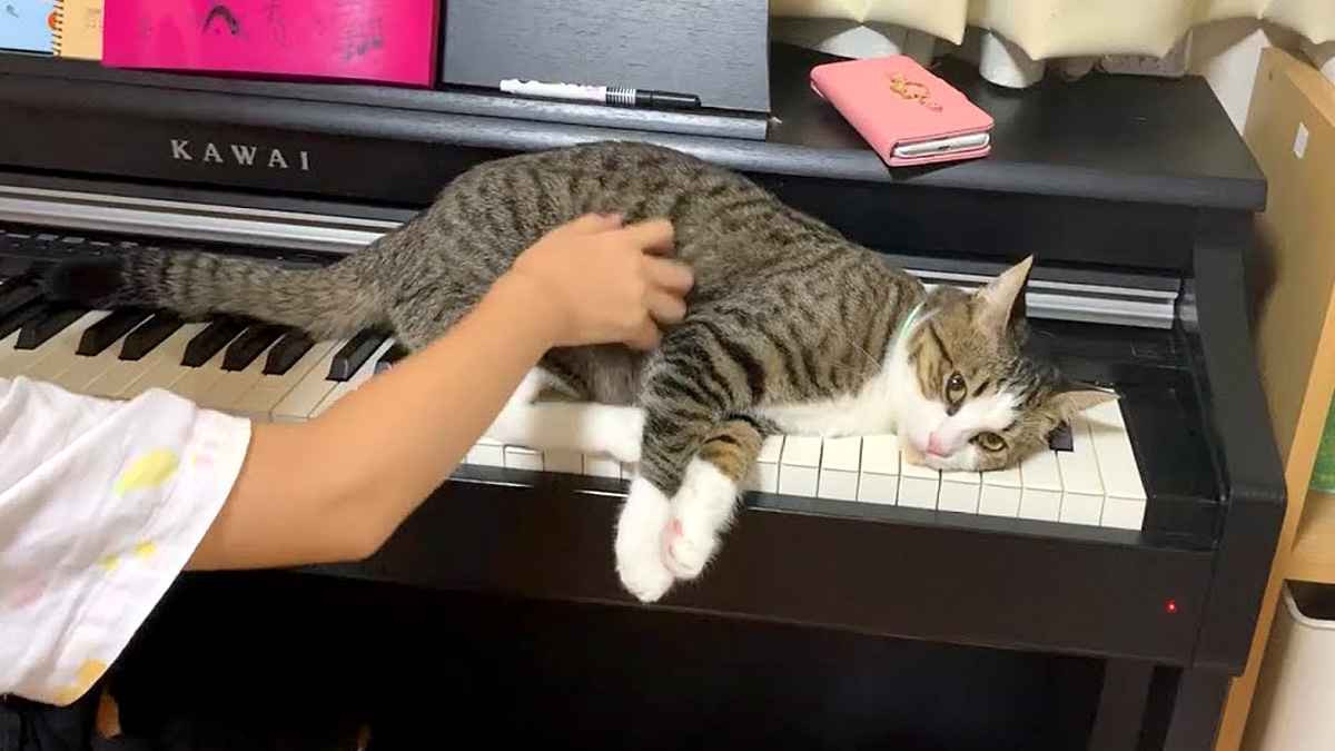 ピアノの上でくつろぐ猫