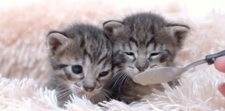 離乳食を食べる子猫