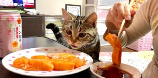 サーモンが食べたい猫