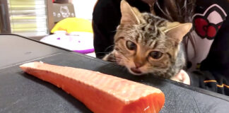 サーモンが気になってしょうがない猫