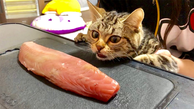 カツオを見つめる猫