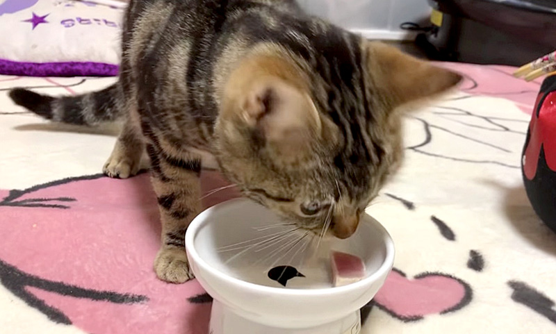 カツオを食べる猫