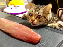 カツオが食べたい猫