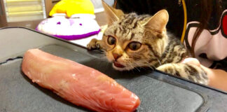 カツオが食べたい猫