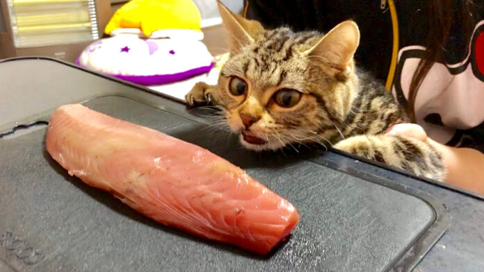 カツオが食べたい猫