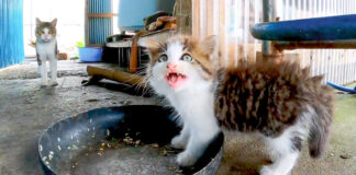食堂の子猫