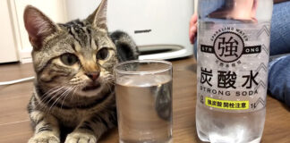 炭酸を警戒する猫