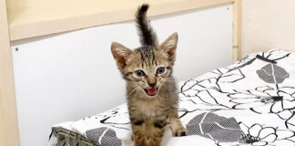 話しかけてくる子猫