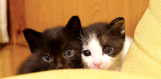 悪だくみする子猫達