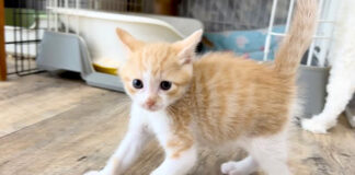 やんのかステップを披露する子猫