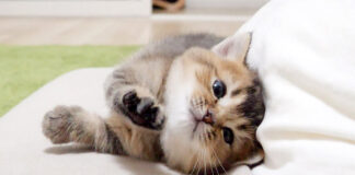 座椅子が好きになった子猫