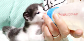 ミルクを飲む子猫