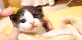 毛布に包まれる子猫