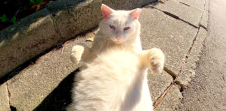 足止めする猫
