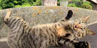 かまって欲しい猫