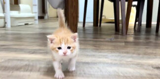 後追いを覚えた子猫