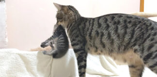 母猫に連れ戻される子猫
