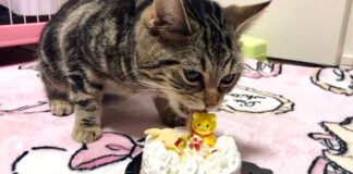 ケーキを食べる猫