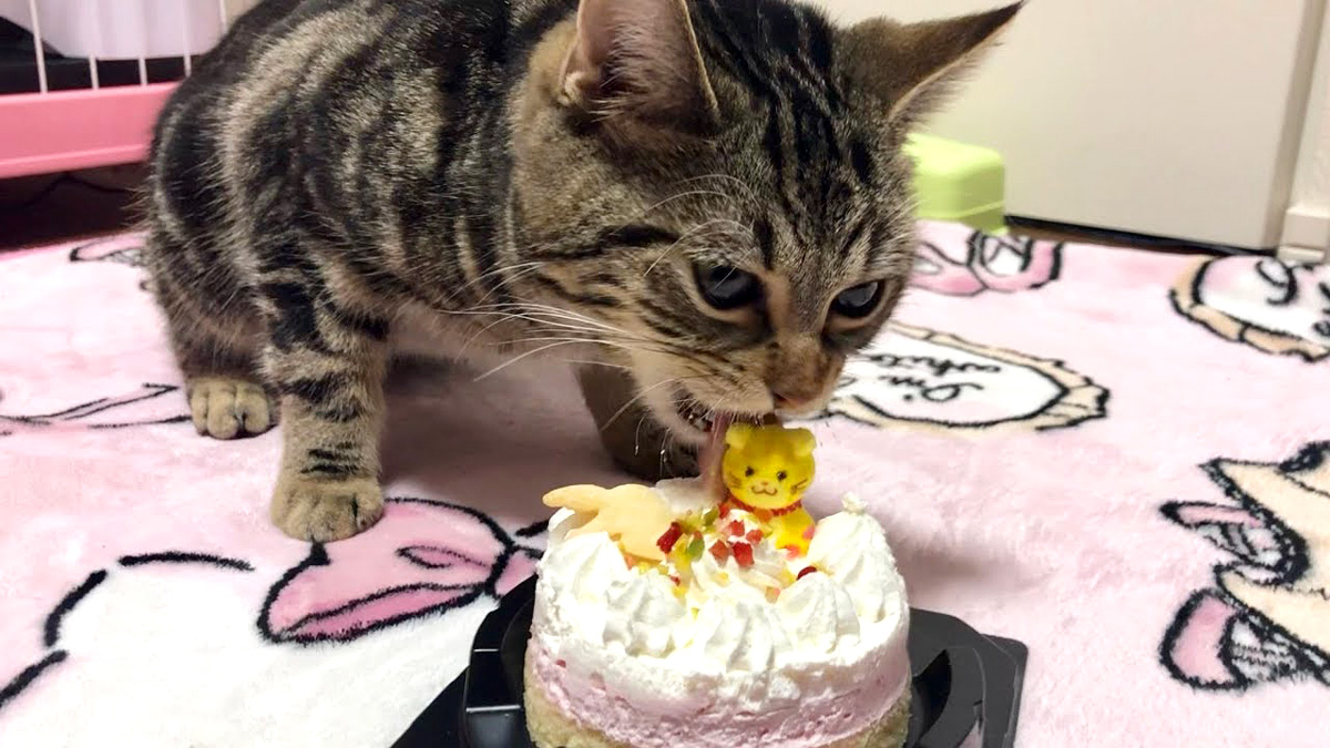 ケーキを食べる猫