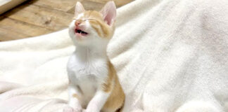 覚えたてのクラッキングを連発する子猫