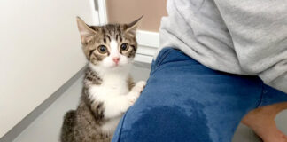 お風呂にドキドキの子猫
