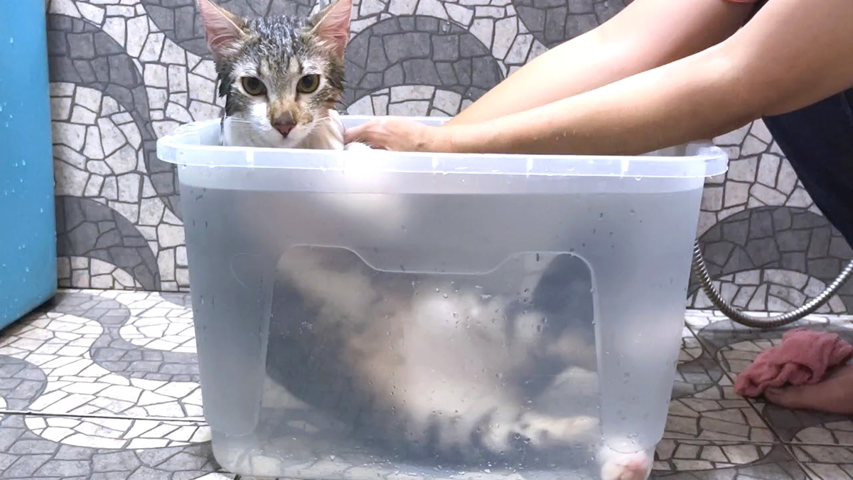 お風呂でとろける猫