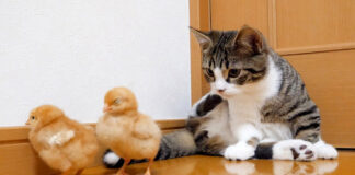 ヒヨコと初めて会った子猫
