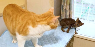 先住猫と子猫