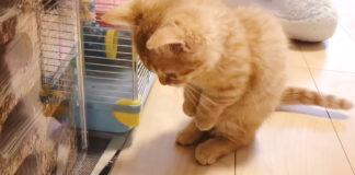 ハムスターに興味津々の子猫