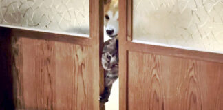 引き戸を開ける猫