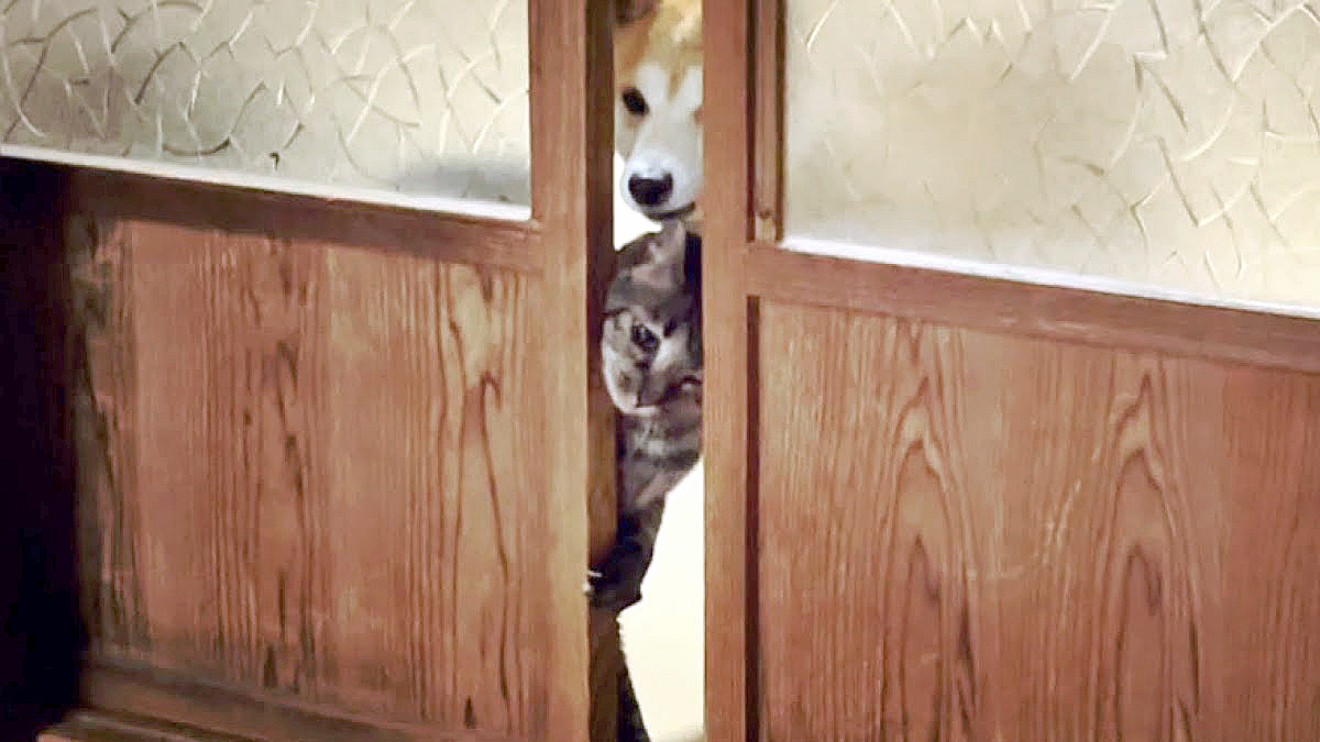 引き戸を開ける猫