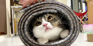 マットで遊ぶ猫