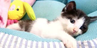 ひとりぼっちの子猫