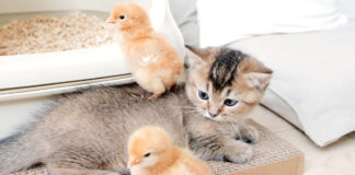 ヒヨコと子猫