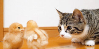 ヒヨコと子猫